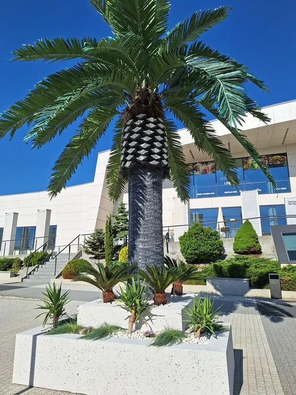 Palma kanaryjska przed budynkiem hotelu