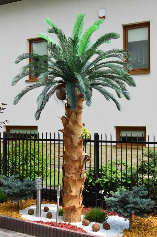 Palma kanaryjska w ogrodzie